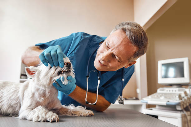 Best 24-Hour Emergency Dentist in Marillo, CA